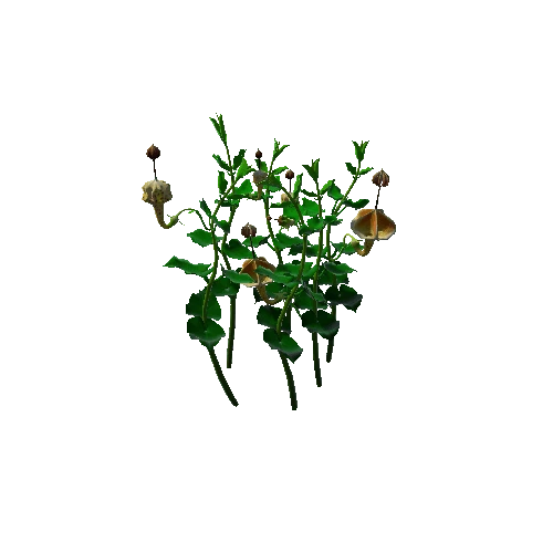 Flower Ceropegia Haygarthii4 1